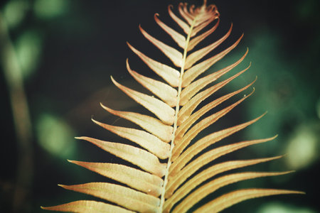 Tropical fern leaves