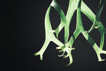 Tropical fern leavesの写真素材