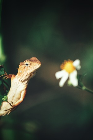 Brown thai lizardの写真素材