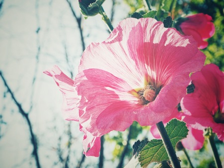 Pink hollyhock flowersの写真素材