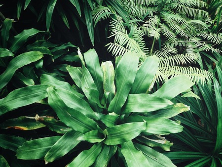 Beautiful of green tropical leavesの写真素材