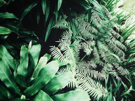 Beautiful of green tropical leavesの写真素材