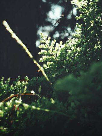Beautiful of tropical fern leavesの写真素材