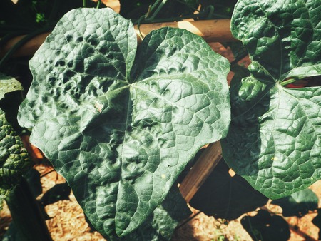 Beautiful of green leavesの写真素材