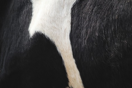 Cow fur backgroundの写真素材