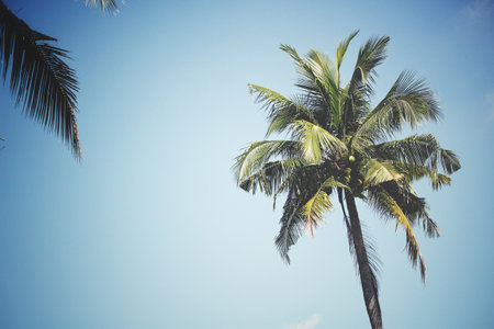 Coconut leaves on treeの写真素材