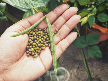 Green bean plant on hand