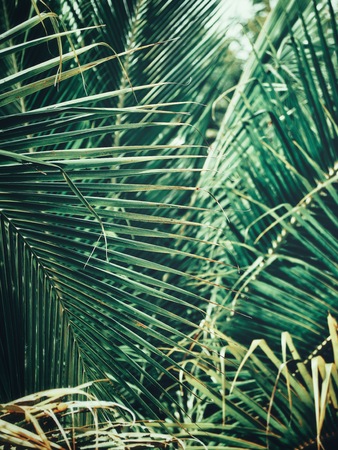 Beautiful of palm tropical leavesの写真素材
