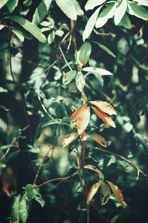 Beautiful of green leavesの写真素材