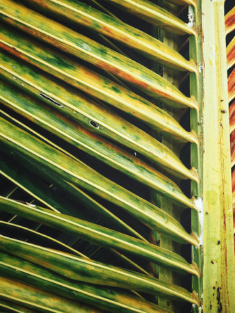 Beautiful of coconut palm tropical leaves