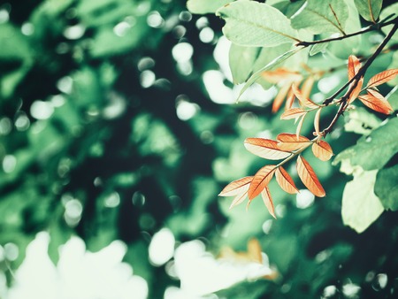Beautiful of green leavesの写真素材