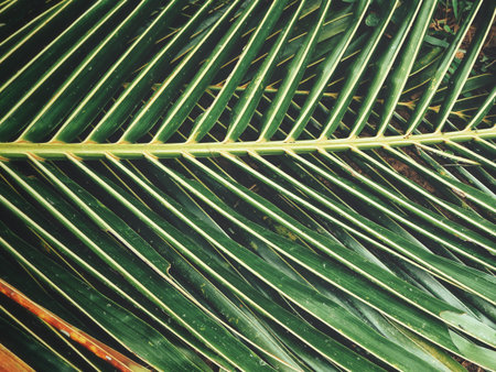 Beautiful of coconut palm tropical leaves