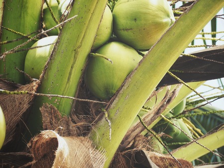Coconut drink on treeの写真素材