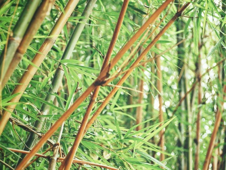 Bamboo tree background or textureの写真素材