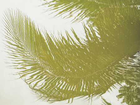 Shadow of coconut leaves on water