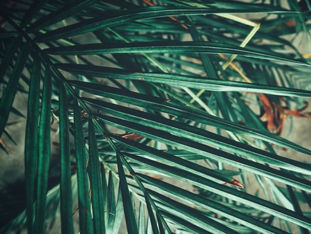 Beautiful of palm tropical leavesの写真素材