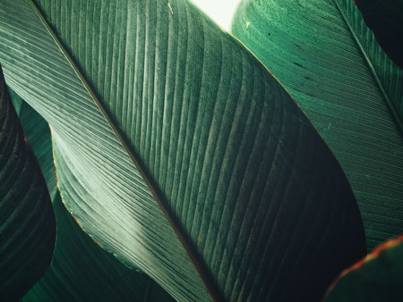 Beautiful of green tropical leavesの写真素材