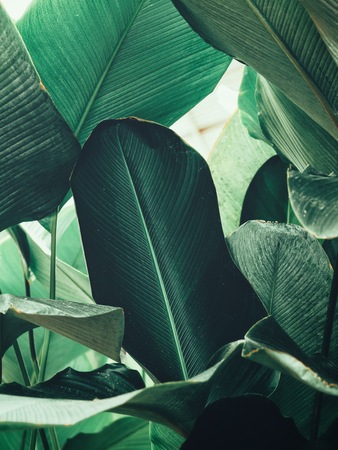 Beautiful of green tropical leavesの写真素材