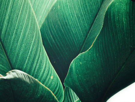 Beautiful of green tropical leaves