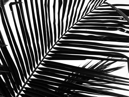 Black and white coconut tropical leavesの写真素材