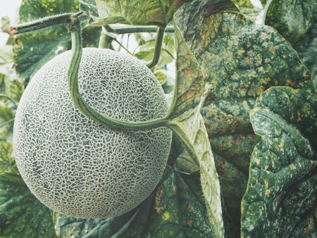 Cantaloupe melon Japanese fruitの写真素材
