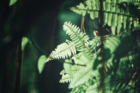 Tropical fern leavesの写真素材