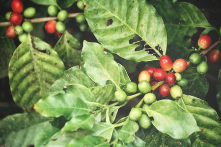 Coffee plant on the treeの写真素材