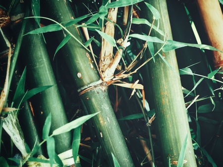 Bamboo tree background or textureの写真素材