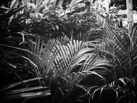 Black and white tropical leavesの写真素材
