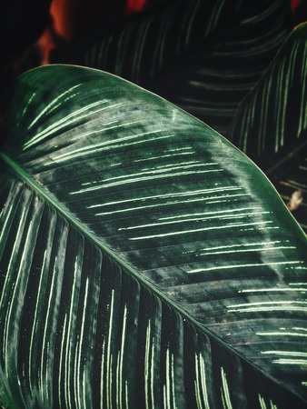 Beautiful of green tropical leavesの写真素材