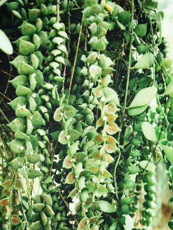 Tropical fern leaves