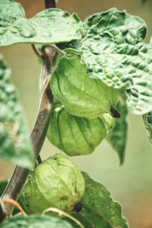 Cape gooseberry and leaves on treeの写真素材