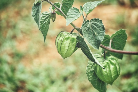 Cape gooseberry and leaves on treeの写真素材