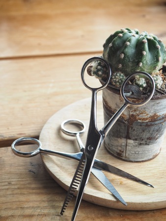 Hair cutting shears and cactusの写真素材