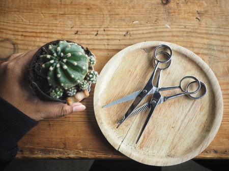 Hair cutting shears and cactusの写真素材