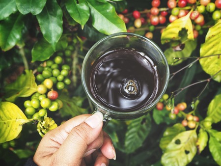 Selfie of black coffee cup on hand and plantの写真素材