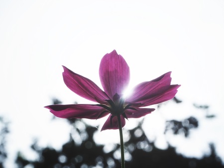 Beautiful of pink cosmos flowersの写真素材