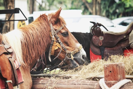Brown horse in the farmの写真素材