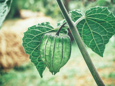 Cape gooseberry and leaves on treeの写真素材