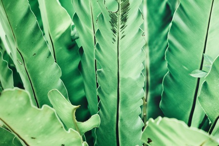 Tropical fern leavesの写真素材