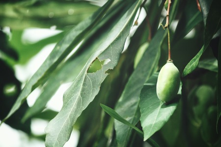 Olive branch and leaves on treeの写真素材