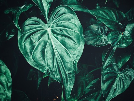 Beautiful of green tropical leavesの写真素材