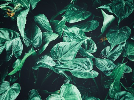 Beautiful of green tropical leavesの写真素材