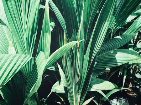 Beautiful of palm tropical leavesの写真素材