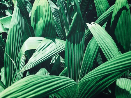 Beautiful of palm tropical leavesの写真素材
