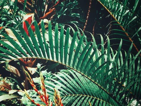 Beautiful of palm tropical leavesの写真素材