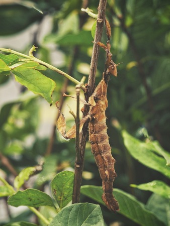 Close up of grasshopper in the natureの写真素材
