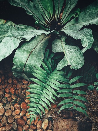 Tropical fern leavesの写真素材