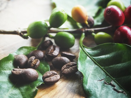 Coffee beans roasted and plantの写真素材