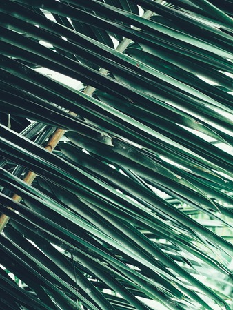 Beautiful of coconut palm tropical leavesの写真素材